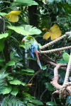 /photos/2007-WDW-AnimalKingdom/thumbs/IMG_1976.JPG