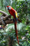 /photos/2007-WDW-AnimalKingdom/thumbs/IMG_1978.JPG