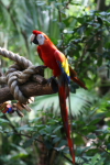 /photos/2007-WDW-AnimalKingdom/thumbs/IMG_1979.JPG