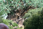 /photos/2007-WDW-AnimalKingdom/thumbs/IMG_1985.JPG