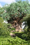 /photos/2007-WDW-AnimalKingdom/thumbs/IMG_1987.JPG