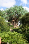 /photos/2007-WDW-AnimalKingdom/thumbs/IMG_1988.JPG