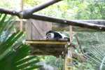 /photos/2007-WDW-AnimalKingdom/thumbs/IMG_1995.JPG