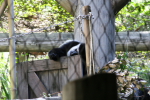 /photos/2007-WDW-AnimalKingdom/thumbs/IMG_1999.JPG