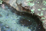 /photos/2007-WDW-AnimalKingdom/thumbs/IMG_2005.JPG