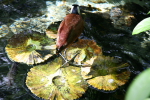 /photos/2007-WDW-AnimalKingdom/thumbs/IMG_2016.JPG
