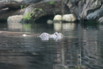 /photos/2007-WDW-AnimalKingdom/thumbs/IMG_2020.JPG