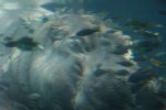 /photos/2007-WDW-AnimalKingdom/thumbs/IMG_2023.JPG