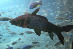 /photos/2007-WDW-AnimalKingdom/thumbs/IMG_2027.JPG