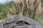 /photos/2007-WDW-AnimalKingdom/thumbs/IMG_2029.JPG