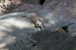 /photos/2007-WDW-AnimalKingdom/thumbs/IMG_2033.JPG