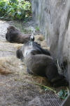 /photos/2007-WDW-AnimalKingdom/thumbs/IMG_2044.JPG