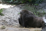 /photos/2007-WDW-AnimalKingdom/thumbs/IMG_2045.JPG
