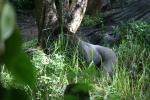 /photos/2007-WDW-AnimalKingdom/thumbs/IMG_2053.JPG