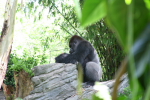 /photos/2007-WDW-AnimalKingdom/thumbs/IMG_2054.JPG
