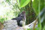 /photos/2007-WDW-AnimalKingdom/thumbs/IMG_2057.JPG