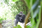 /photos/2007-WDW-AnimalKingdom/thumbs/IMG_2059.JPG