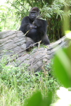 /photos/2007-WDW-AnimalKingdom/thumbs/IMG_2064.JPG