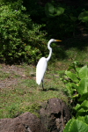 /photos/2007-WDW-AnimalKingdom/thumbs/IMG_2066.JPG