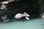 /photos/2007-WDW-AnimalKingdom/thumbs/IMG_2080.JPG