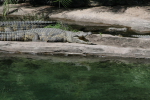 /photos/2007-WDW-AnimalKingdom/thumbs/IMG_2090.JPG