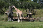 /photos/2007-WDW-AnimalKingdom/thumbs/IMG_2094.JPG
