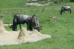 /photos/2007-WDW-AnimalKingdom/thumbs/IMG_2104.JPG