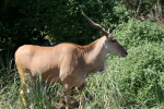 /photos/2007-WDW-AnimalKingdom/thumbs/IMG_2106.JPG