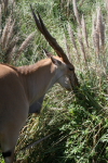 /photos/2007-WDW-AnimalKingdom/thumbs/IMG_2109.JPG