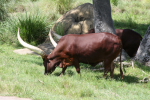 /photos/2007-WDW-AnimalKingdom/thumbs/IMG_2111.JPG