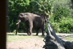 /photos/2007-WDW-AnimalKingdom/thumbs/IMG_2114.JPG
