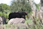 /photos/2007-WDW-AnimalKingdom/thumbs/IMG_2117.JPG