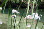 /photos/2007-WDW-AnimalKingdom/thumbs/IMG_2122.JPG