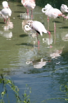/photos/2007-WDW-AnimalKingdom/thumbs/IMG_2124.JPG