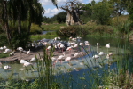 /photos/2007-WDW-AnimalKingdom/thumbs/IMG_2126.JPG