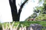 /photos/2007-WDW-AnimalKingdom/thumbs/IMG_2130.JPG