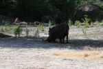 /photos/2007-WDW-AnimalKingdom/thumbs/IMG_2135.JPG