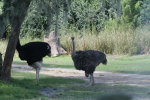 /photos/2007-WDW-AnimalKingdom/thumbs/IMG_2136.JPG