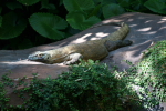 /photos/2007-WDW-AnimalKingdom/thumbs/IMG_2137.JPG