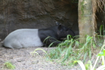 /photos/2007-WDW-AnimalKingdom/thumbs/IMG_2141.JPG