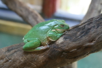 /photos/2007-WDW-AnimalKingdom/thumbs/IMG_2142.JPG