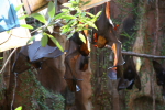 /photos/2007-WDW-AnimalKingdom/thumbs/IMG_2153.JPG