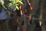 /photos/2007-WDW-AnimalKingdom/thumbs/IMG_2156.JPG