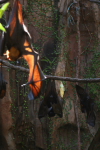 /photos/2007-WDW-AnimalKingdom/thumbs/IMG_2157.JPG