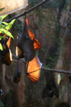 /photos/2007-WDW-AnimalKingdom/thumbs/IMG_2159.JPG