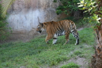 /photos/2007-WDW-AnimalKingdom/thumbs/IMG_2184.JPG