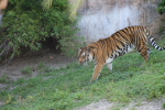 /photos/2007-WDW-AnimalKingdom/thumbs/IMG_2185.JPG
