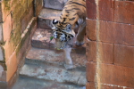 /photos/2007-WDW-AnimalKingdom/thumbs/IMG_2187.JPG
