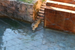 /photos/2007-WDW-AnimalKingdom/thumbs/IMG_2188.JPG