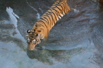 /photos/2007-WDW-AnimalKingdom/thumbs/IMG_2189.JPG